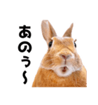 おてんば娘のハピたんスタンプ（個別スタンプ：10）