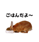 おてんば娘のハピたんスタンプ（個別スタンプ：12）