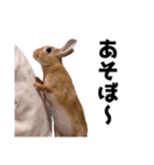 おてんば娘のハピたんスタンプ（個別スタンプ：13）