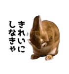 おてんば娘のハピたんスタンプ（個別スタンプ：14）