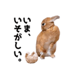 おてんば娘のハピたんスタンプ（個別スタンプ：17）