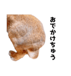 おてんば娘のハピたんスタンプ（個別スタンプ：20）