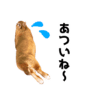 おてんば娘のハピたんスタンプ（個別スタンプ：22）