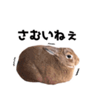 おてんば娘のハピたんスタンプ（個別スタンプ：23）