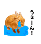 おてんば娘のハピたんスタンプ（個別スタンプ：24）