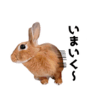 おてんば娘のハピたんスタンプ（個別スタンプ：27）