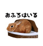おてんば娘のハピたんスタンプ（個別スタンプ：29）