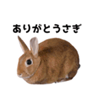 おてんば娘のハピたんスタンプ（個別スタンプ：32）