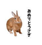 おてんば娘のハピたんスタンプ（個別スタンプ：36）