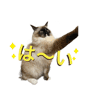 ラグドール のマイケルくん2（個別スタンプ：1）