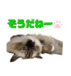 ラグドール のマイケルくん2（個別スタンプ：32）