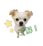 こんにチワワッ（個別スタンプ：3）