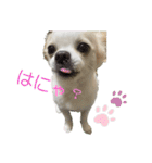こんにチワワッ（個別スタンプ：5）