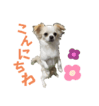 こんにチワワッ（個別スタンプ：6）