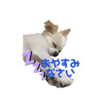 こんにチワワッ（個別スタンプ：7）