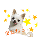 こんにチワワッ（個別スタンプ：10）
