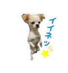 こんにチワワッ（個別スタンプ：11）