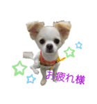 こんにチワワッ（個別スタンプ：13）