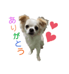 こんにチワワッ（個別スタンプ：14）