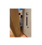 こんにチワワッ（個別スタンプ：19）