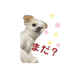 こんにチワワッ（個別スタンプ：20）