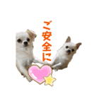 こんにチワワッ（個別スタンプ：24）