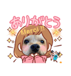 ヨークシャテリアKoharu のスタンプver 3！（個別スタンプ：10）
