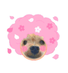 ヨークシャテリアKoharu のスタンプver 3！（個別スタンプ：12）