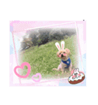 ヨークシャテリアKoharu のスタンプver 3！（個別スタンプ：13）