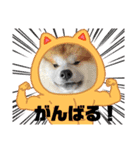 秋田犬ふふ村のぼやき（個別スタンプ：3）