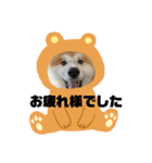 秋田犬ふふ村のぼやき（個別スタンプ：9）
