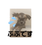 秋田犬ふふ村のぼやき（個別スタンプ：24）