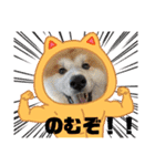 秋田犬ふふ村のぼやき（個別スタンプ：32）