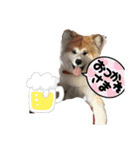 秋田犬ふふ村のぼやき（個別スタンプ：33）