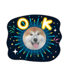 秋田犬ふふ村のぼやき（個別スタンプ：36）