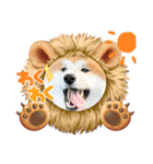 秋田犬ふふ村のぼやき（個別スタンプ：37）