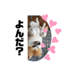 秋田犬ふふ村のぼやき（個別スタンプ：38）