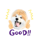 秋田犬ふふ村のぼやき（個別スタンプ：39）
