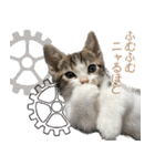 マンチカンのコンパスくん（個別スタンプ：31）