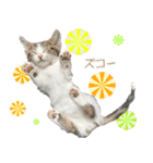 マンチカンのコンパスくん（個別スタンプ：32）