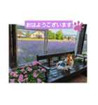 ぱぴぱぴパピヨン90（個別スタンプ：1）