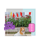 ぱぴぱぴパピヨン90（個別スタンプ：4）
