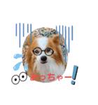 ぱぴぱぴパピヨン90（個別スタンプ：20）