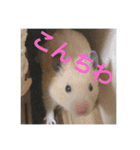 かわいいみかんくんのスタンプ2（個別スタンプ：6）