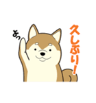 柴犬 さくらとふぶき（改訂版）（個別スタンプ：23）