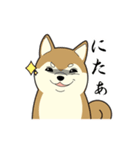 柴犬 さくらとふぶき（改訂版）（個別スタンプ：36）