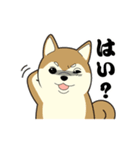 柴犬 さくらとふぶき（改訂版）（個別スタンプ：38）