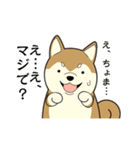 柴犬 さくらとふぶき（改訂版）（個別スタンプ：39）