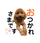 トイプードルのメロ①（個別スタンプ：6）