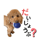 トイプードルのメロ①（個別スタンプ：8）
